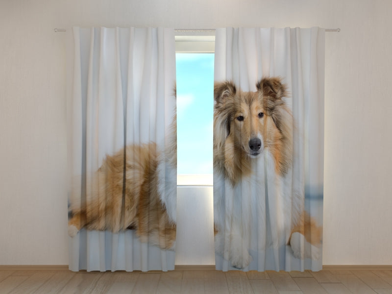 Tende Magnifico Collie