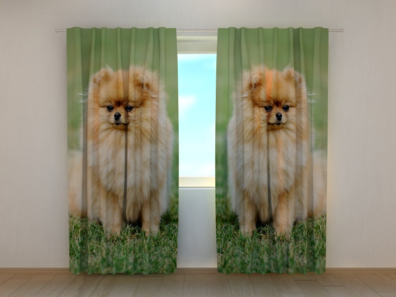 Tende Pomerania Marroni