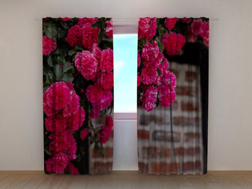 Tende Cespuglio di Rose Rosa sul Muro di Mattoni