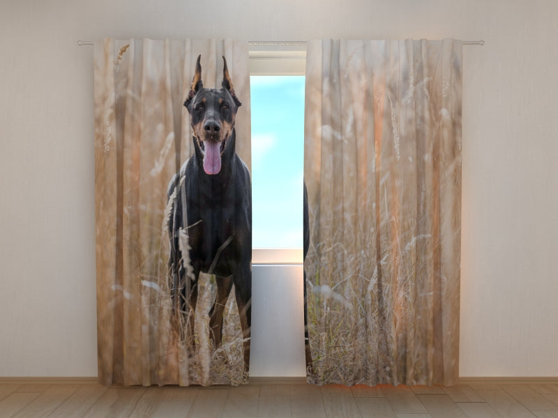 Tende Pinscher nell'Erba Dorata