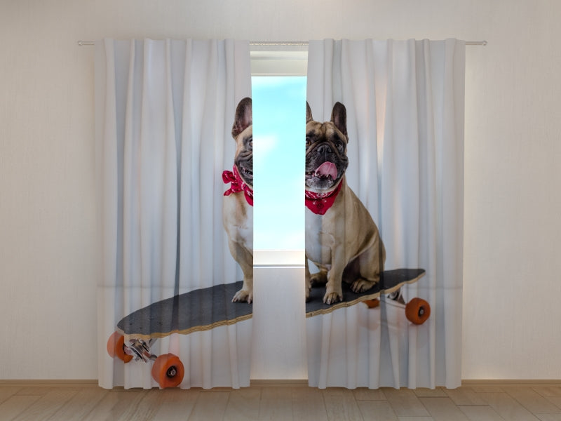 Tende Bulldog Francese su Skateboard