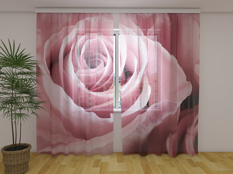 Tende Meravigliosa Rosa Rosa