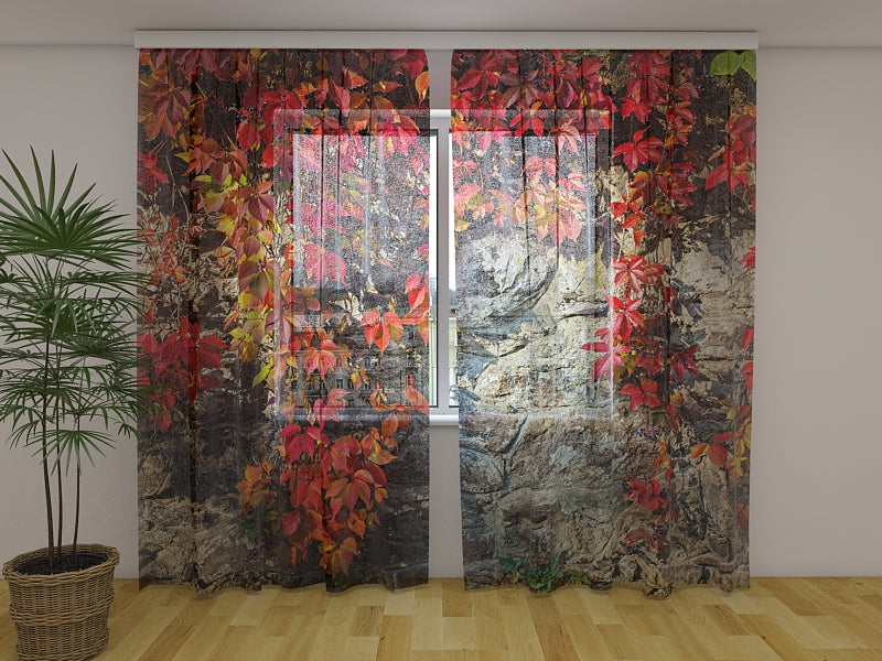 Tende Edera Autunnale