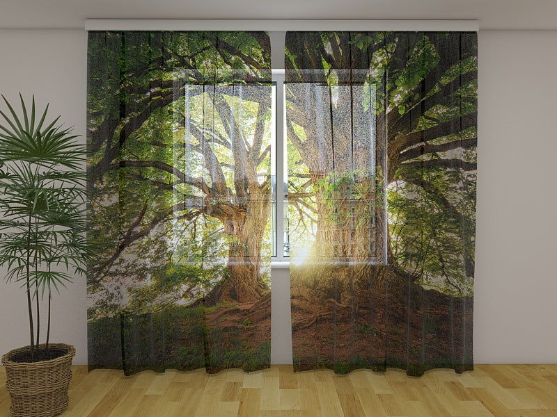 Tende Magnifici Vecchi Alberi