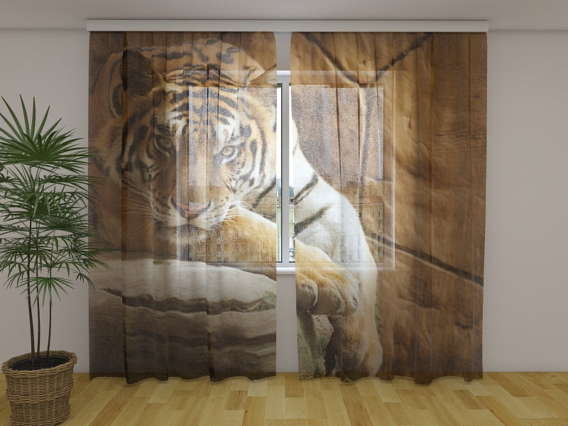 Tende Tigre su una Roccia