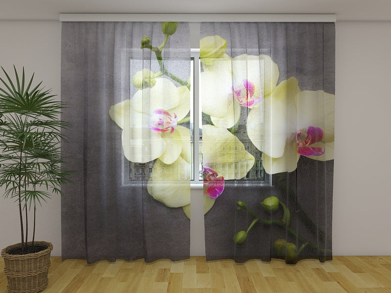 Tende Orchidee Gialle sul Grigio