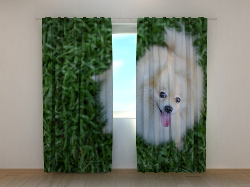 Tende Pomerania Felice