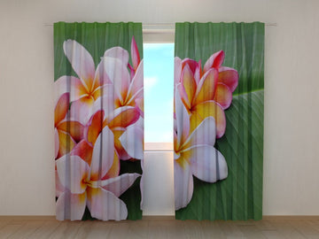 Tende Fiori di Plumeria