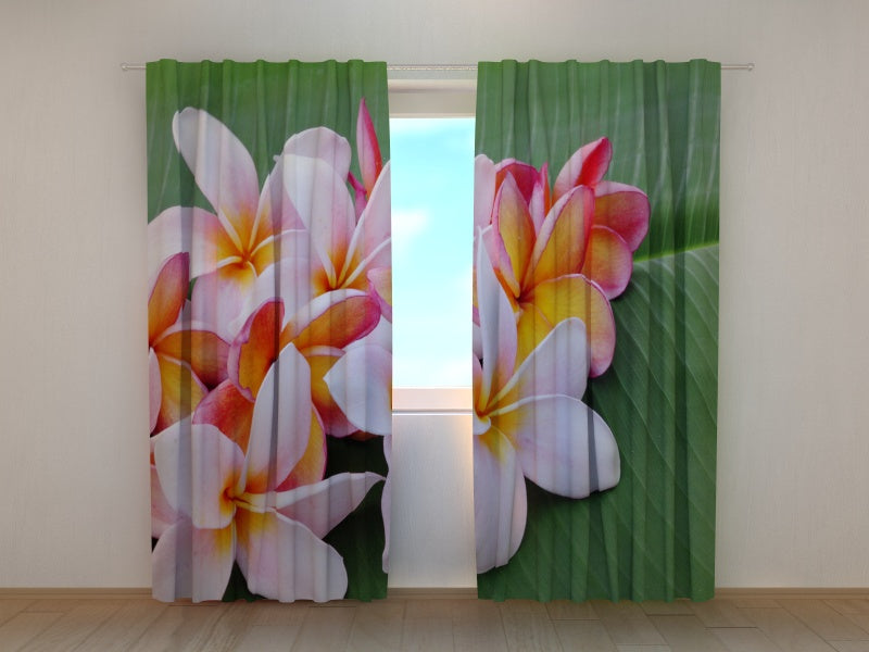 Tende Fiori di Plumeria