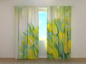 Tende Vivaci Tulipani Gialli Primaverili