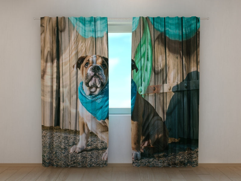 Tende Cucciolo di Bulldog Inglese Elegante
