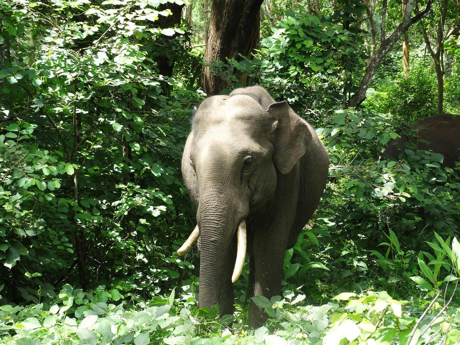 Tovagliette americane in tessuto cm.45x30. Con un elefante