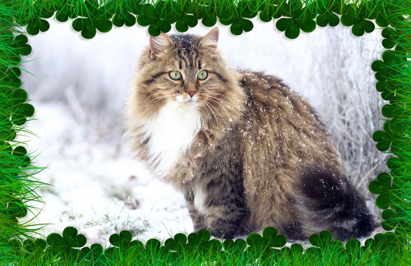 Tovagliette americane in tessuto cm.45x30. Con il gatto siberiano