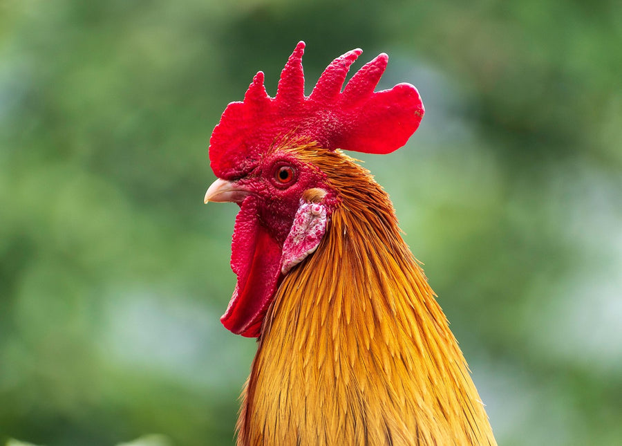 Tovagliette americane in tessuto cm.45x30. Con un gallo selvatico