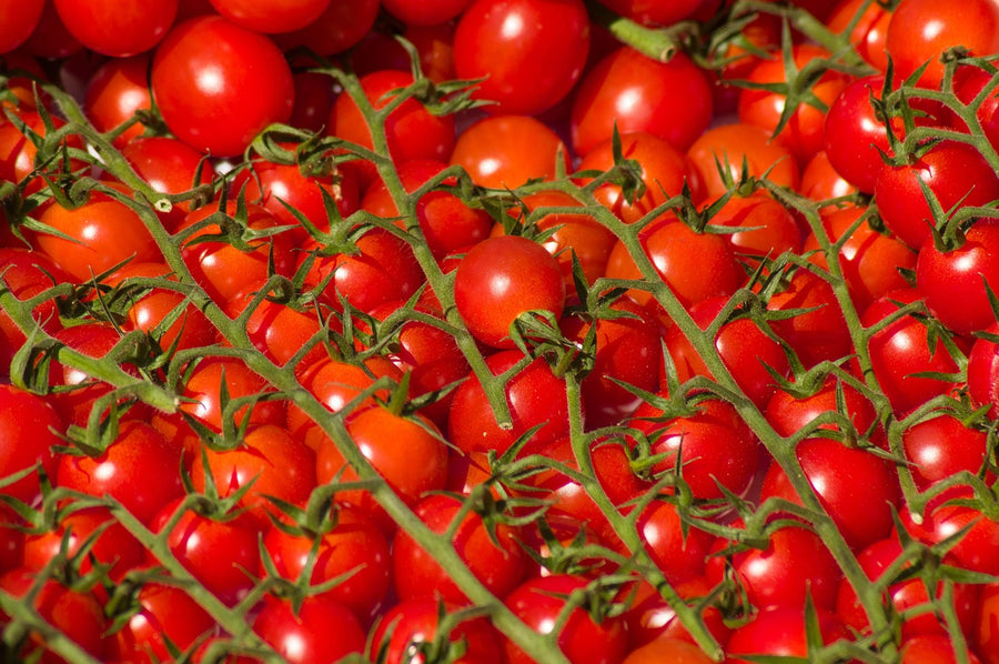 Tovagliette in tessuto cm.45x30. Con i pomodori rossi